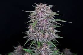 Citral Sensation: Erkundung der aromatischen Welt der Cannabissorten