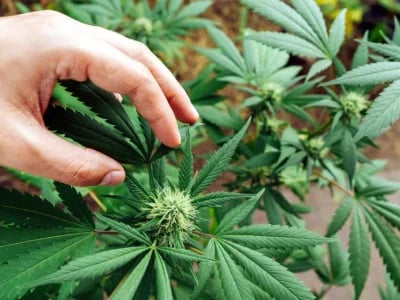 Von Experten empfohlen – Cannabissamen kaufen legal in Deutschland