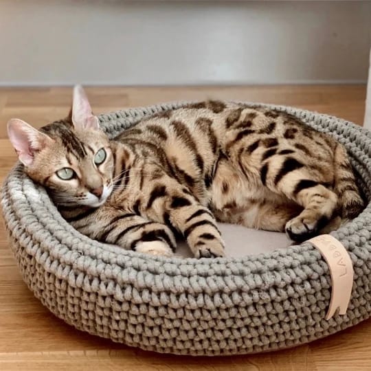 Tipps zur Reinigung von Katzensofaen für eine gesunde Umgebung