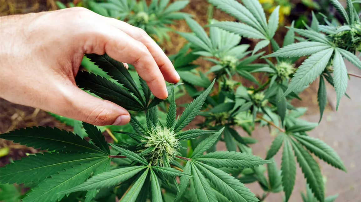 Von Experten empfohlen – Cannabissamen kaufen legal in Deutschland